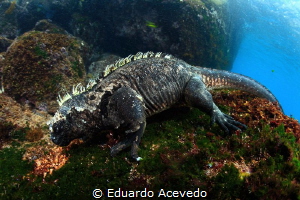 Iguana by Eduardo Acevedo 